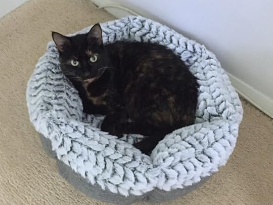 memory-foam-cat-bed