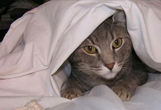 cats_and_fireworks