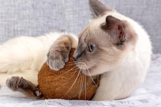 coconut-oil-cats