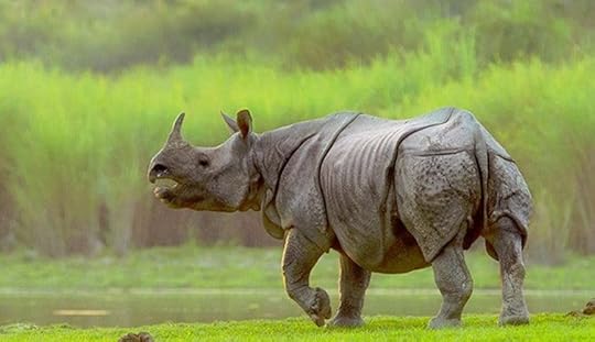 Kaziranga National Park