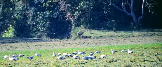 Kaziranga National Park