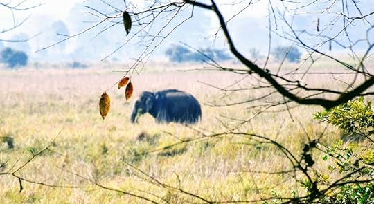 Kaziranga National Park
