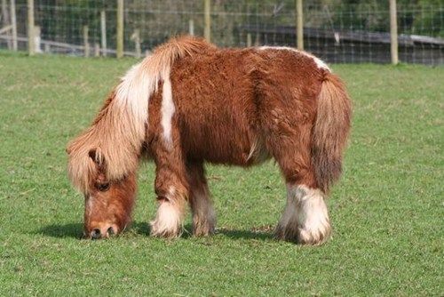 small shaggy horse - Google Search