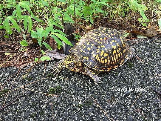 Box Turtle II, by David B. Coe