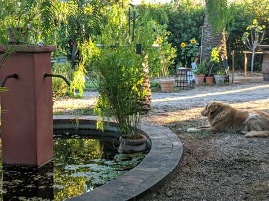 Smokey golden retriever at the pond