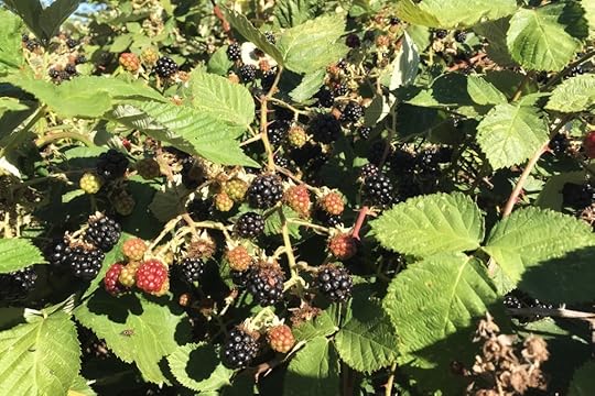 Wild Blackberries
