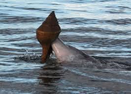 Clever Dolphins Use Shells to Catch Fish | WIRED