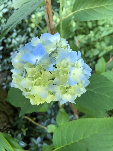 the once-in-ten-years hydrangea