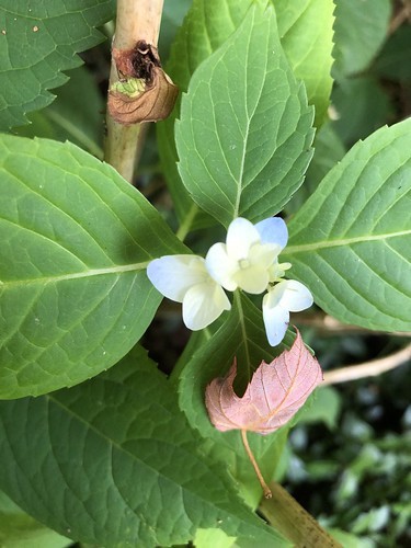 lil hydrangea