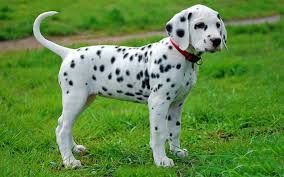 dalmation puppy - Google Search