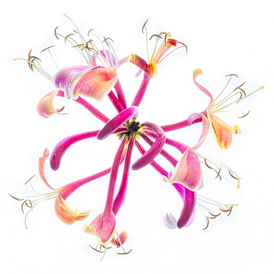 Honeysuckle © Harold Davis