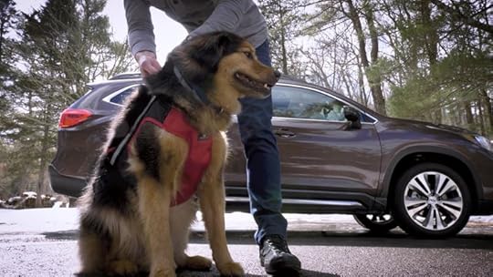 dog car accessories