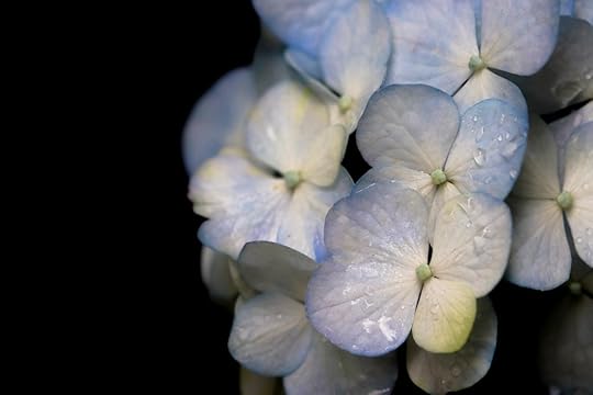 Hydrangea Surprise