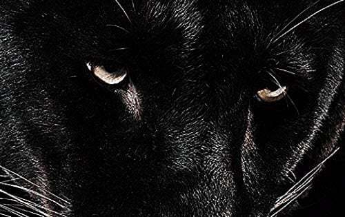 black, animal, and theme image