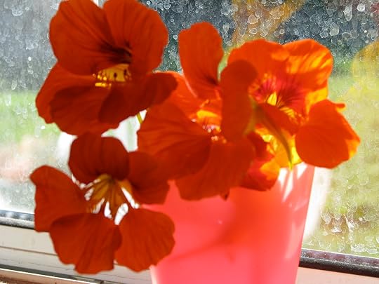 nasturtiums in a red cup