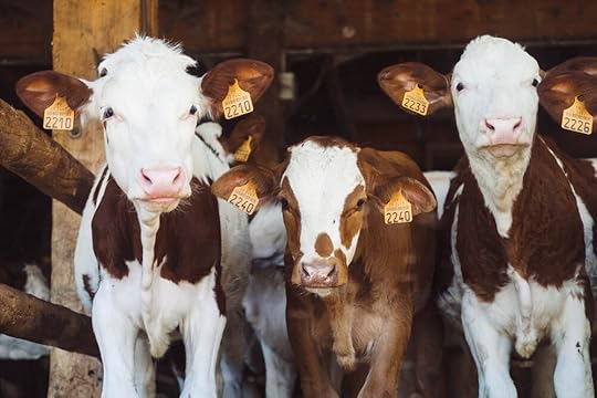 antibiotic resistance, AMR, pandemic