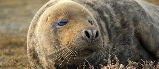 Grey seal
