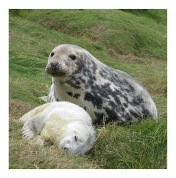 Seal and pup on land