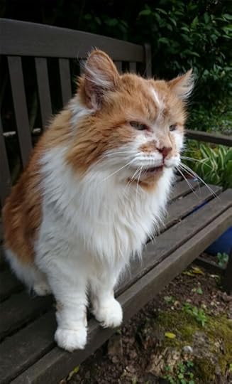 worlds-oldest-cat-rubble