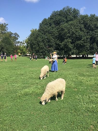 Visiting Williamsburg has definitely been one of my favorite things. And learning to knit with the wool of these sheep!