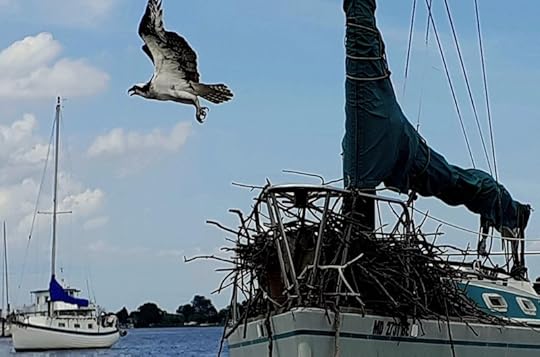 It's not a boat, it's an Osprey nest!