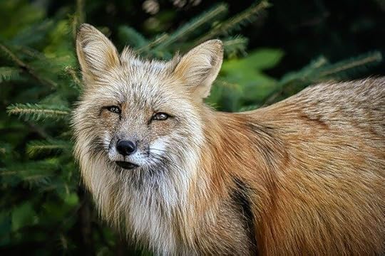 “Rue” vs. “Roux” - Fox