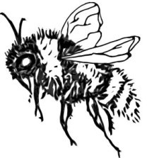 bumblebee1