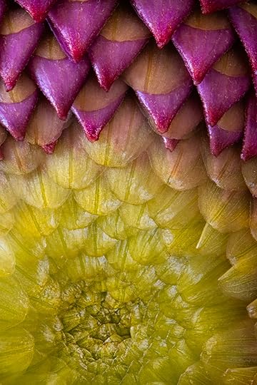 Young Dahlia © Harold Davis