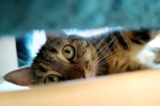 cat-hiding-thunderstorm