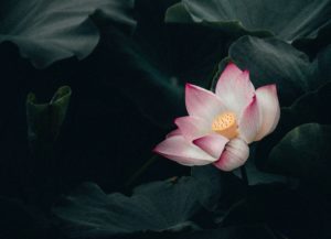pink water lily
