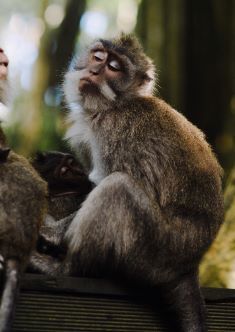 attitude, monkey, <br />