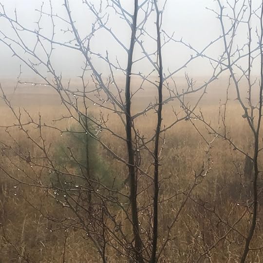 Conboy Wildlife Refuge, Thanksgiving morning, 2018