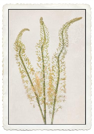 Foxtail Lilies © Harold Davis