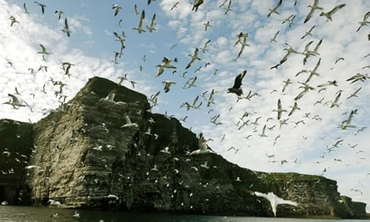 Gannets over the Shetlands