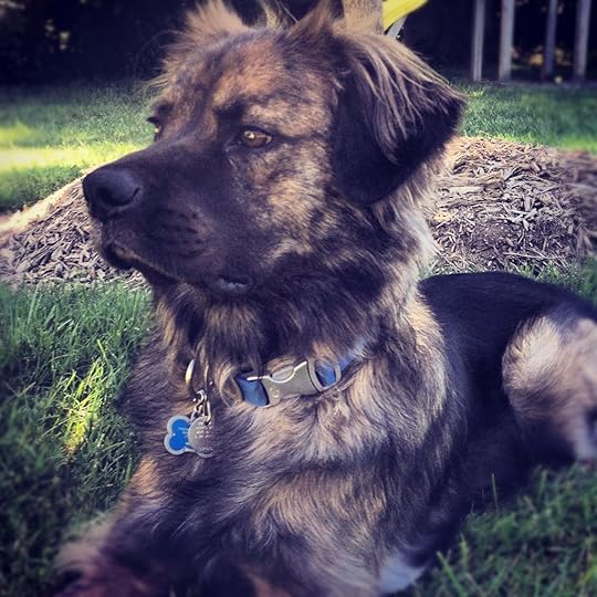 mixedbreed #mutt #dog #shepherd #mix #medium sized dog. | American pitbull terrier, Dogs, Best dogs