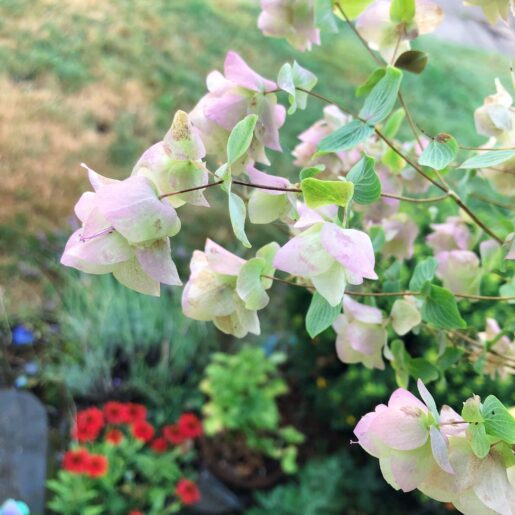 closeup of pale pink blossoms