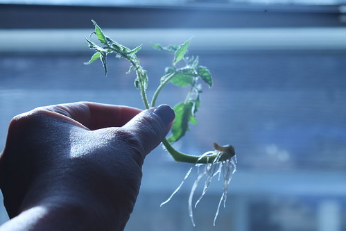 tomato cutting