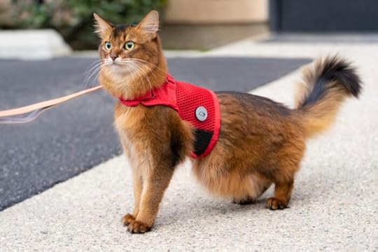 martingale-cat-harness