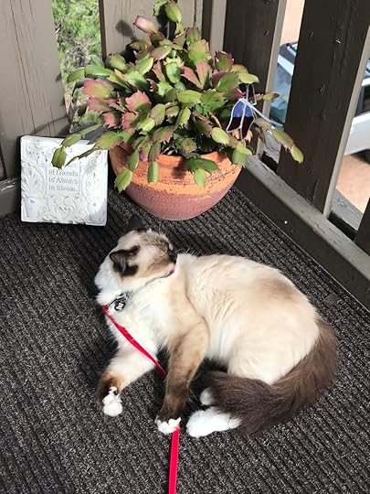 2020-07-27 17.37.17.jpg