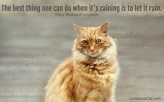 cat-rain-radical-acceptance