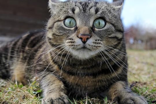 anxious-cat