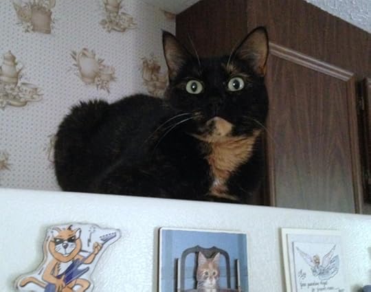 cat-refrigerator