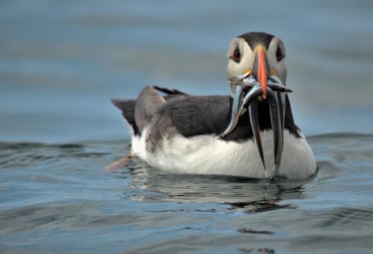 Shetland puffin, photograph by David Gange
