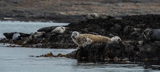 Seal colony in the Inner Hebrides, photograph by David Gange