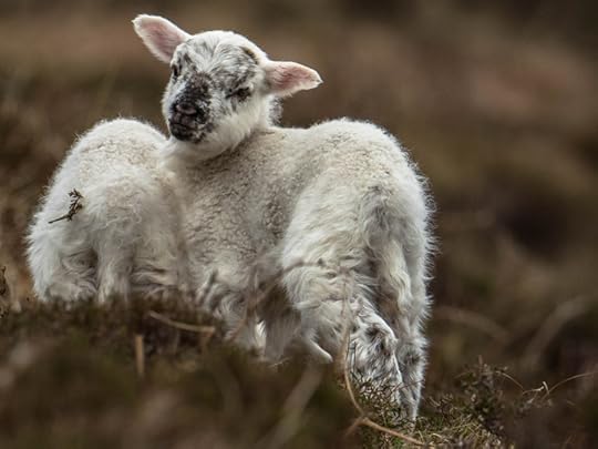 Coastal lambs, photograph by David Gange