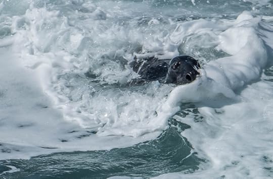 Seal on the Munster coast, photograph by David Gange