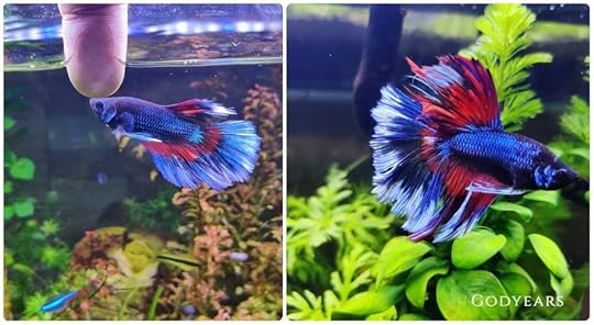 growth of siamese fighting fish