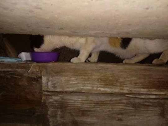 Portrait may consist of: This be feline