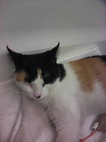 Portrait may consist of: This be feline