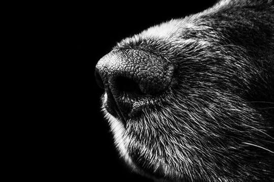 “Snoot” vs. “Snout” of a dog